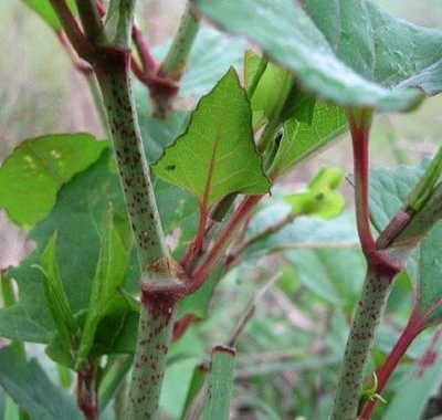 Resveratrol extract powder.jpg